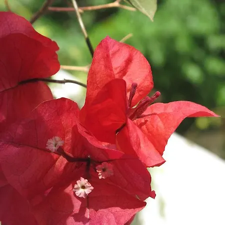 Angelina * Parikia (Paros)